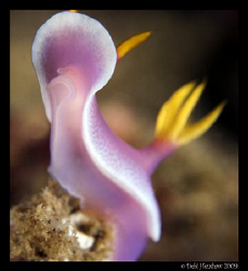 "Head Up" Hypselodoris bullockii D200, 60mm +2 diopter by Debi Henshaw 